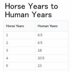 Horse Years To Human Years Chart Horsey Hooves