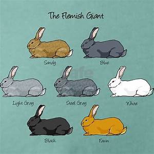 Flemish Giant Rabbit Breed Colors Men 39 S Comfort Colors T Shirt Flemish