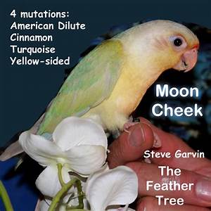 Green Cheek Conure Color Mutations Chart Infoupdate Org