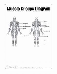 Human Muscle Chart Templates At Allbusinesstemplates Com