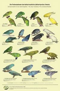 Color Mutations Of The Lineolated Parakeet Parakeet Colors Baby