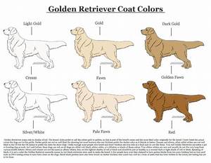Golden Retriever Coat Colors By Xlunastarx On Deviantart