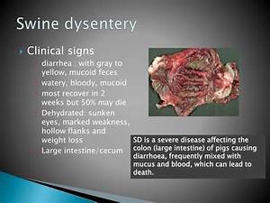 Ppt Swine Diseases Powerpoint Presentation Free Download Id 1144688