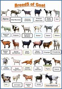Ppt On Breeds Of Goat Different Types Of Goat