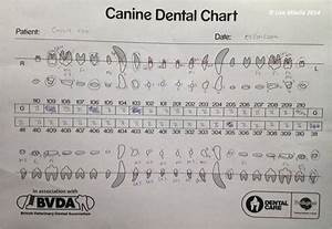Dental Chart Notation Wikivet English