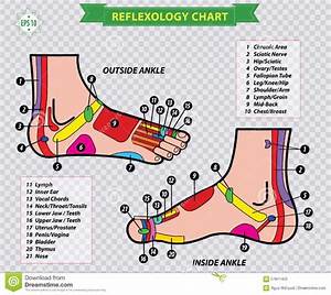 31 Printable Foot Reflexology Charts Maps ᐅ Templatelab