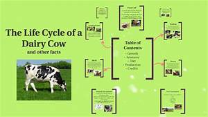 Dairy Cow Life Cycle All About Cow Photos
