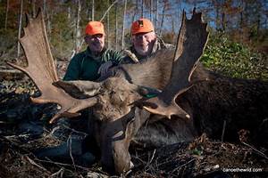 Maine Moose Hunting Outfitter Guide Wmd 1 2 4 5 11