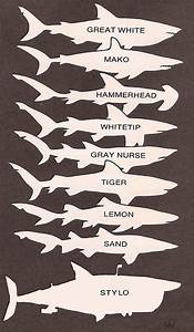 Shark Identification Chart Hai Tattoos Shark Party Shark Week Shark