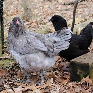 olive egger eggs temperament size and raising tips