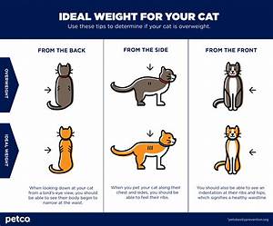 Is My Cat Overweight How To Tell If Your Cat Is Overweight Petco