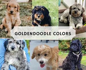 Types Of Goldendoodle Colors Goldendoodle Cute Dogs Breeds