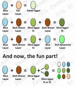 Egg Color Chart By Breed Chicken Egger Egg Olive Eggs Breeds Colored