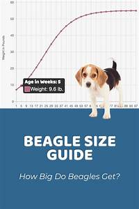 Toy Beagle Size Wow Blog