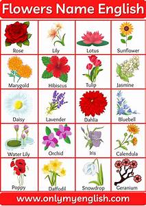 Flowers Name List Of Flower Names In English With Pictures