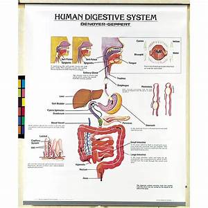 Human Body Systems Chart Set Carolina Com