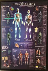 Fitness Quest Physical Therapy Human Anatomy Chart Fitness Quest