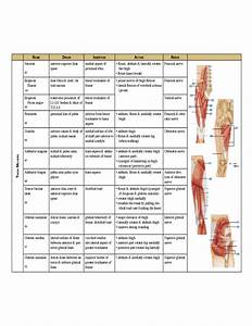 Complete Muscle Chart Free Download