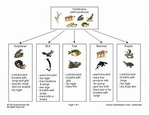 Animal Classification Chart Vertebrates