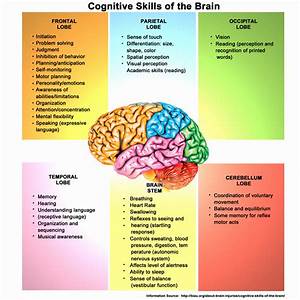 20 Piaget 4 Stages Of Cognitive Development Chart Dannybarrantes