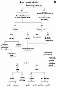 30 Awesome Microbiology Flowcharts Ideas Microbiology Microbiology