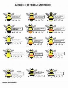 Bumble Bee Chart The Edmonton Nature Club