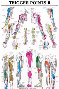Pin By Lcrc On Ongoing Trigger Points Therapy 