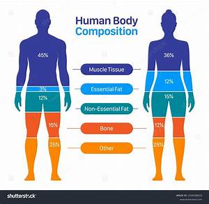 Comparison Healthy Female Body Composition เวกเตอร สต อก ปลอดค า