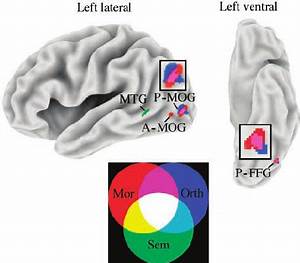 Whole Brain Mr Priming Effects Whole Brain Maps Displaying Regions