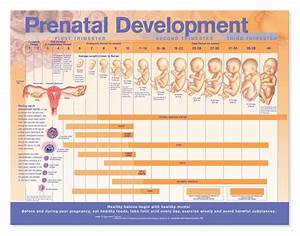 Prenatal Fetal Development Chart Mail Napmexico Com Mx