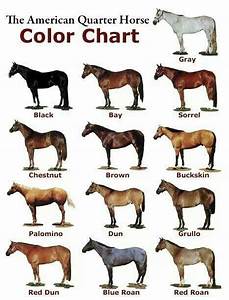 I 39 Ve Been Needing Something Like This Horse Color Chart Quarter