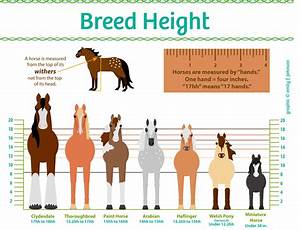 Horse Breed Sizes Horse Health And Wellness Pinterest Horse