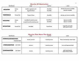 Muscle Actions Chart Forearm Muscles Origin Vrogue Co