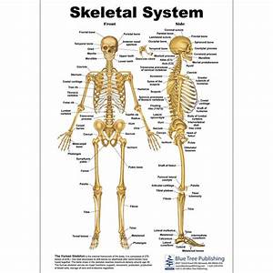 skeletal system anatomical chart