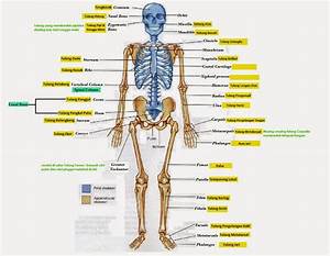 anatomi dan fisiologi tubuh manusia