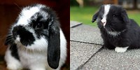 Black and White Holland Lop Fluufy