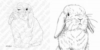 Black and White Holland Lop Rabbit Coloring
