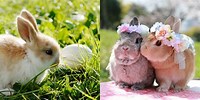 Cute Baby Easter Bunnies