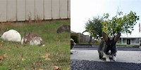 Rabbit Overrun Yard
