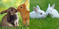 Two Rabbits Wallpaper Free Download