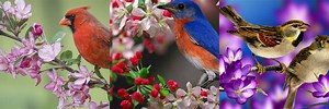 Spring Birds Wildlife Background Wallpaper