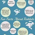 5 Fun Facts About Rabbits