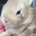 8 Week Old Baby Rabbit