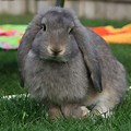 A Dark Grey French Lop Rabbit