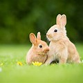 A Set of Two Spring Rabbit