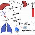 Ace Inhibitors and Raas System