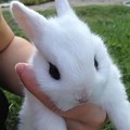 Adorable Baby Bunny Rabbits