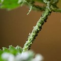 Indoor Plants