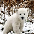 Bear Snow