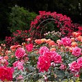 Beautiful Picture of Roses Garden with Rabbit